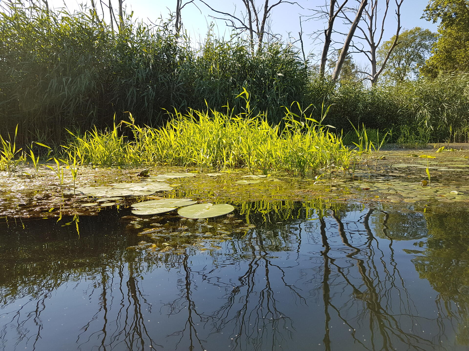 Schwimmende Vegetationsbestände können stark urbanisierte Gewässer ökologisch aufwerten. Schwimmende Vegetationsbestände auf einem Gewässer