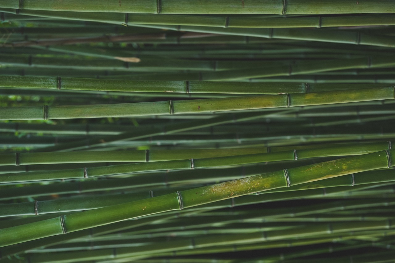 Ansicht von Bambus
