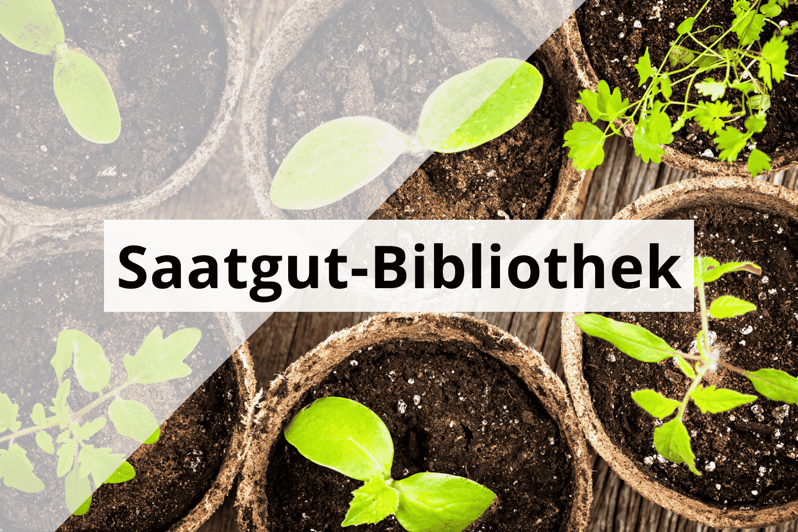 News Saatgut-Bibliothek