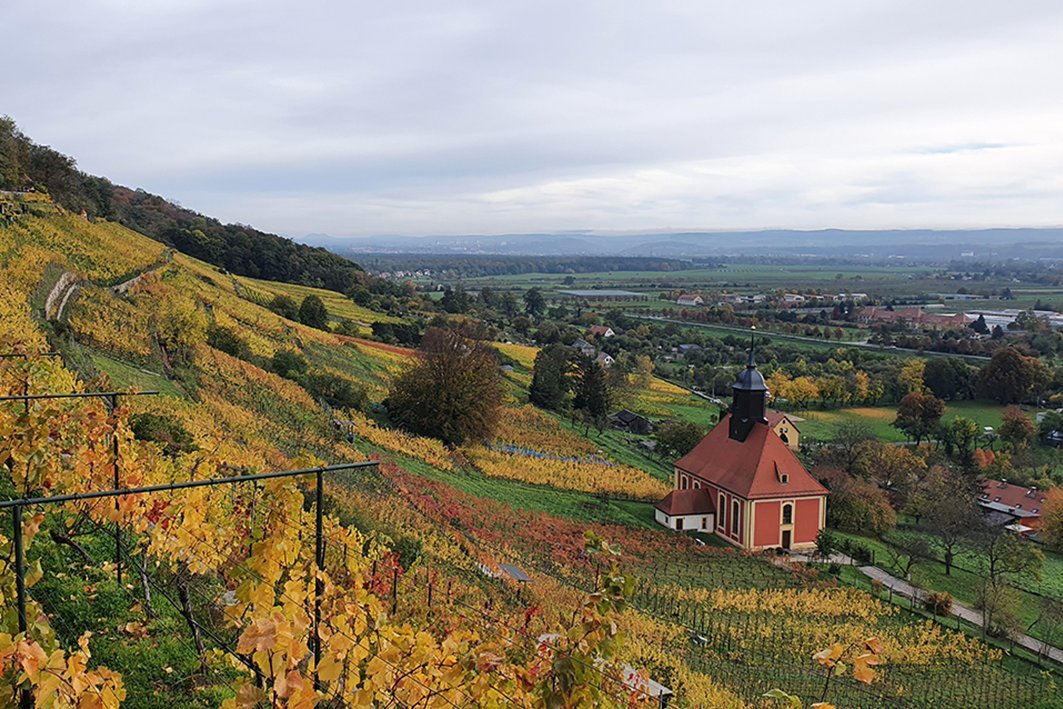 Blick auf die Pillnitzer Weinberge